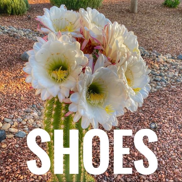 Shoes - Picture 1 of 1